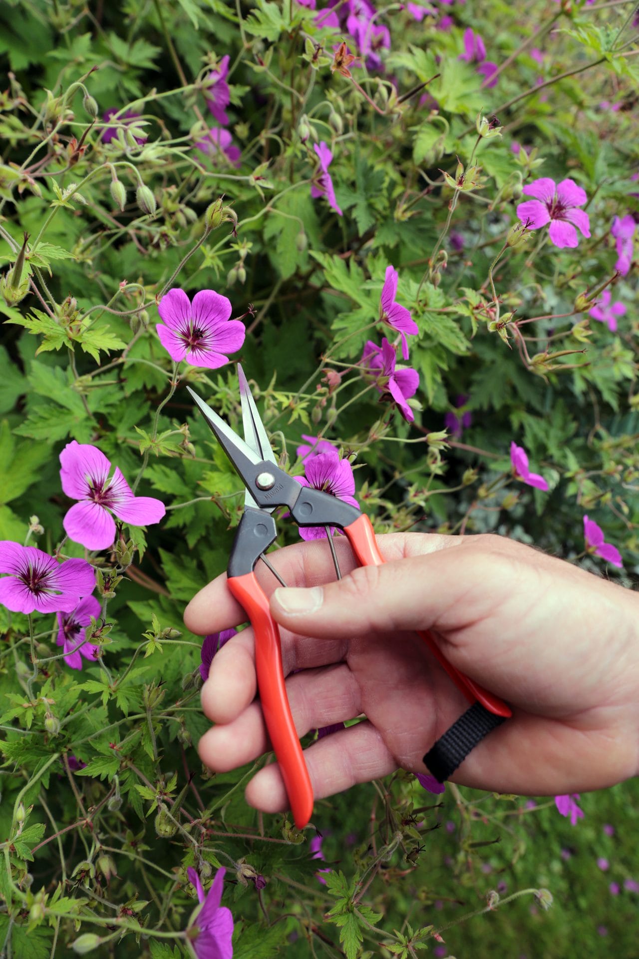 Niwaki Garden Snips 2